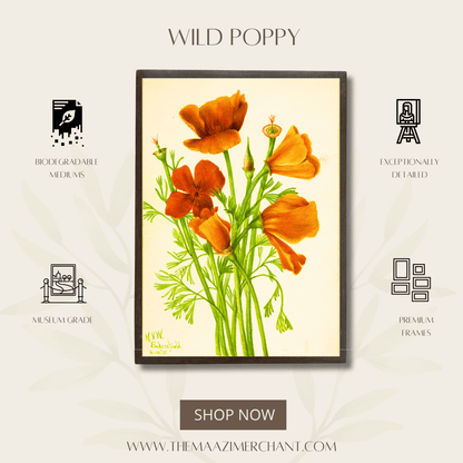 Wild Poppy