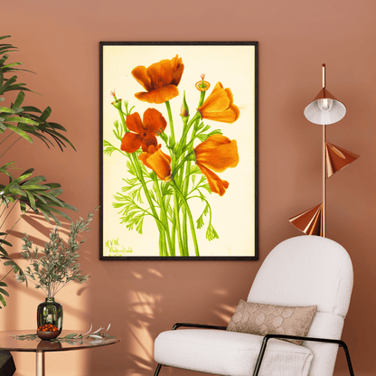Wild Poppy