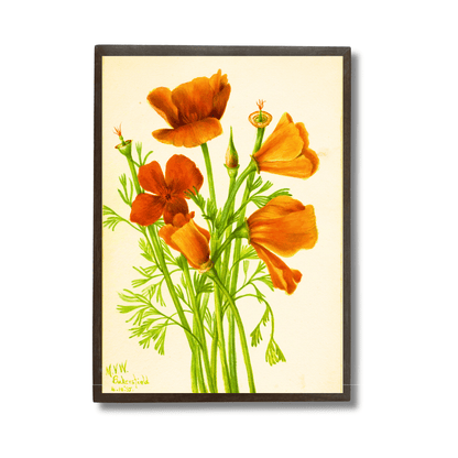 Wild Poppy