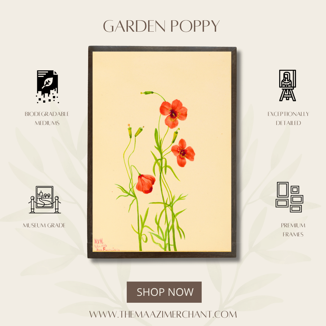 Garden Poppy