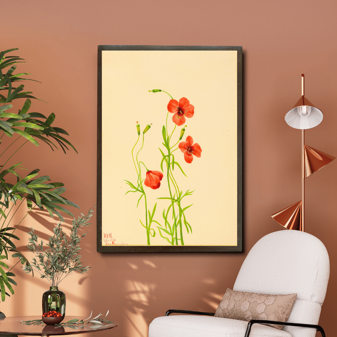 Garden Poppy