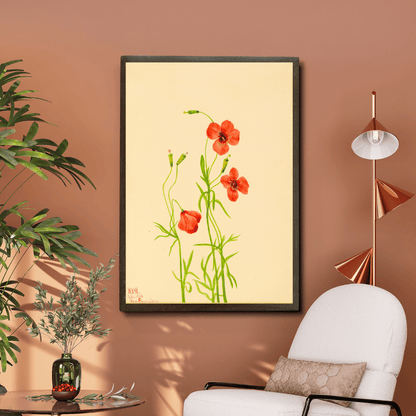 Garden Poppy