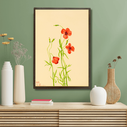 Garden Poppy