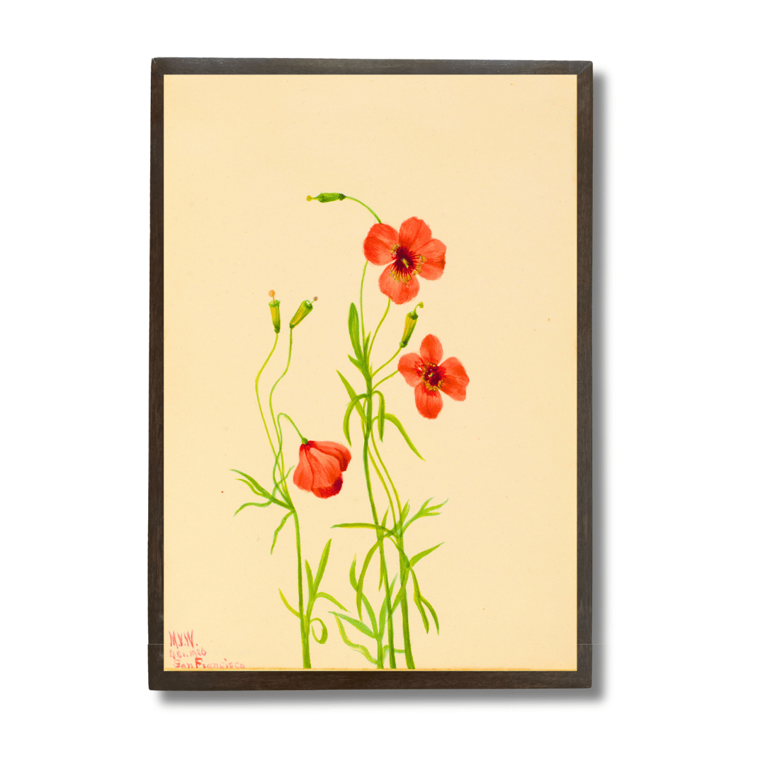 Garden Poppy
