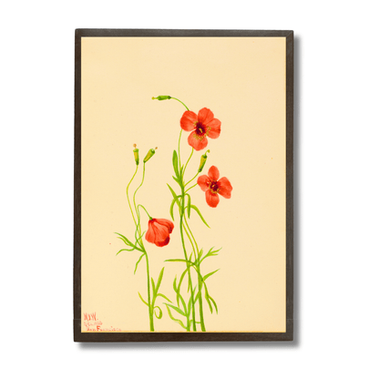 Garden Poppy