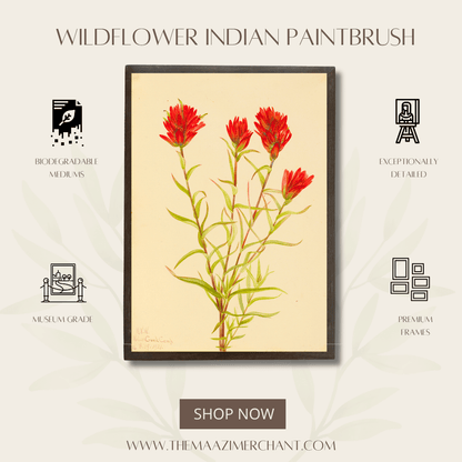 Wild Indian Paintbrush