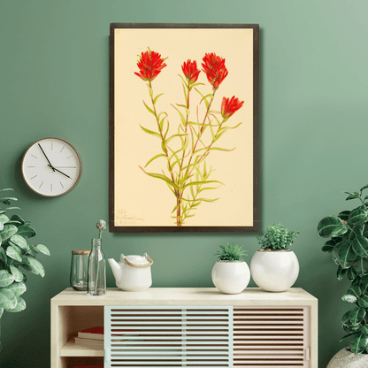 Wild Indian Paintbrush