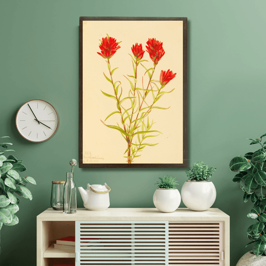 Wild Indian Paintbrush
