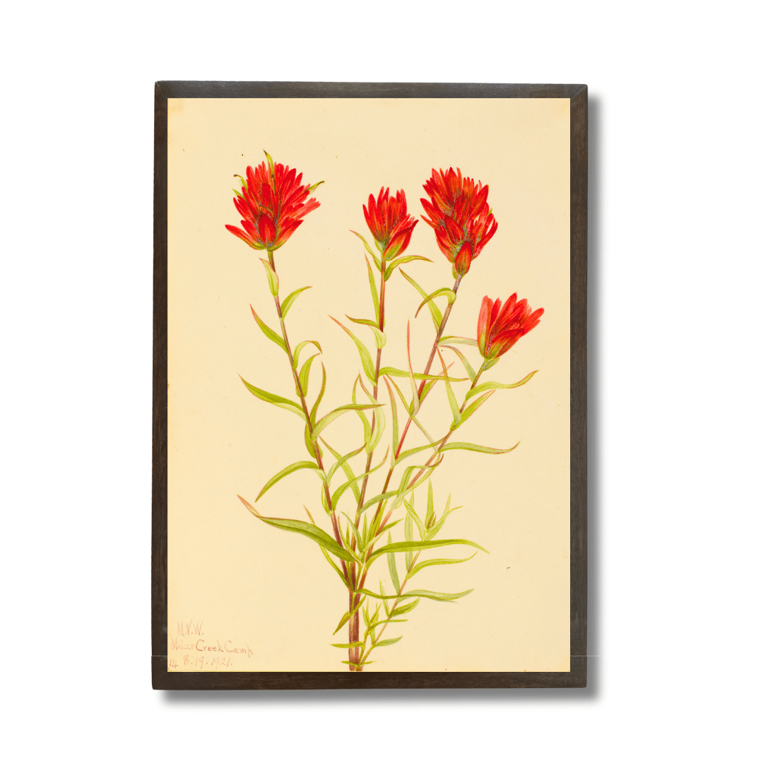 Wild Indian Paintbrush