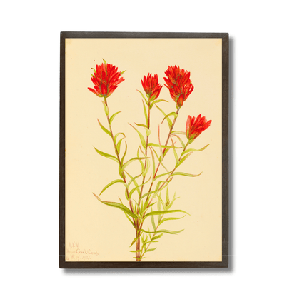 Wild Indian Paintbrush