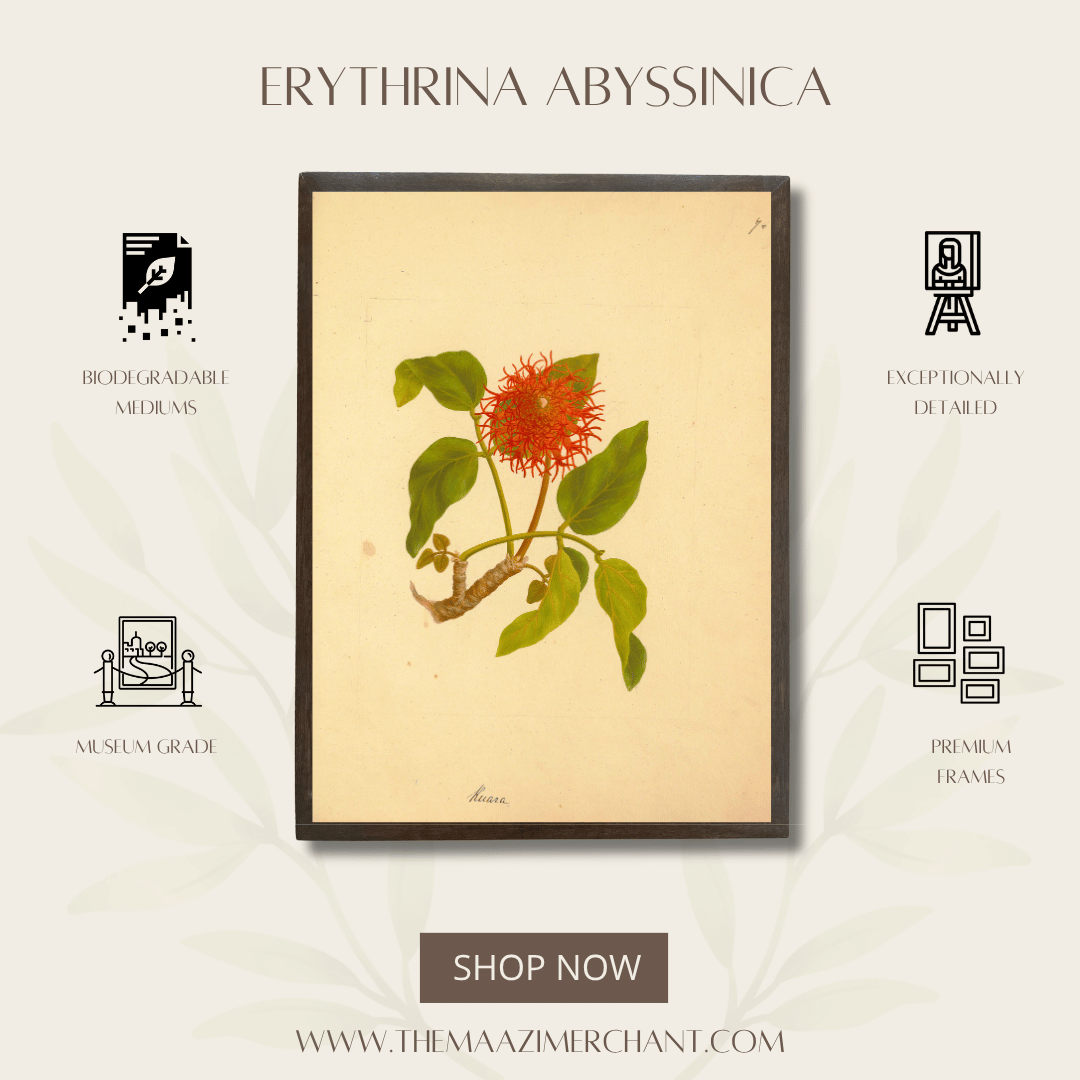 Erythrina Abyssinica