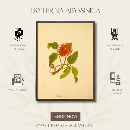Erythrina Abyssinica
