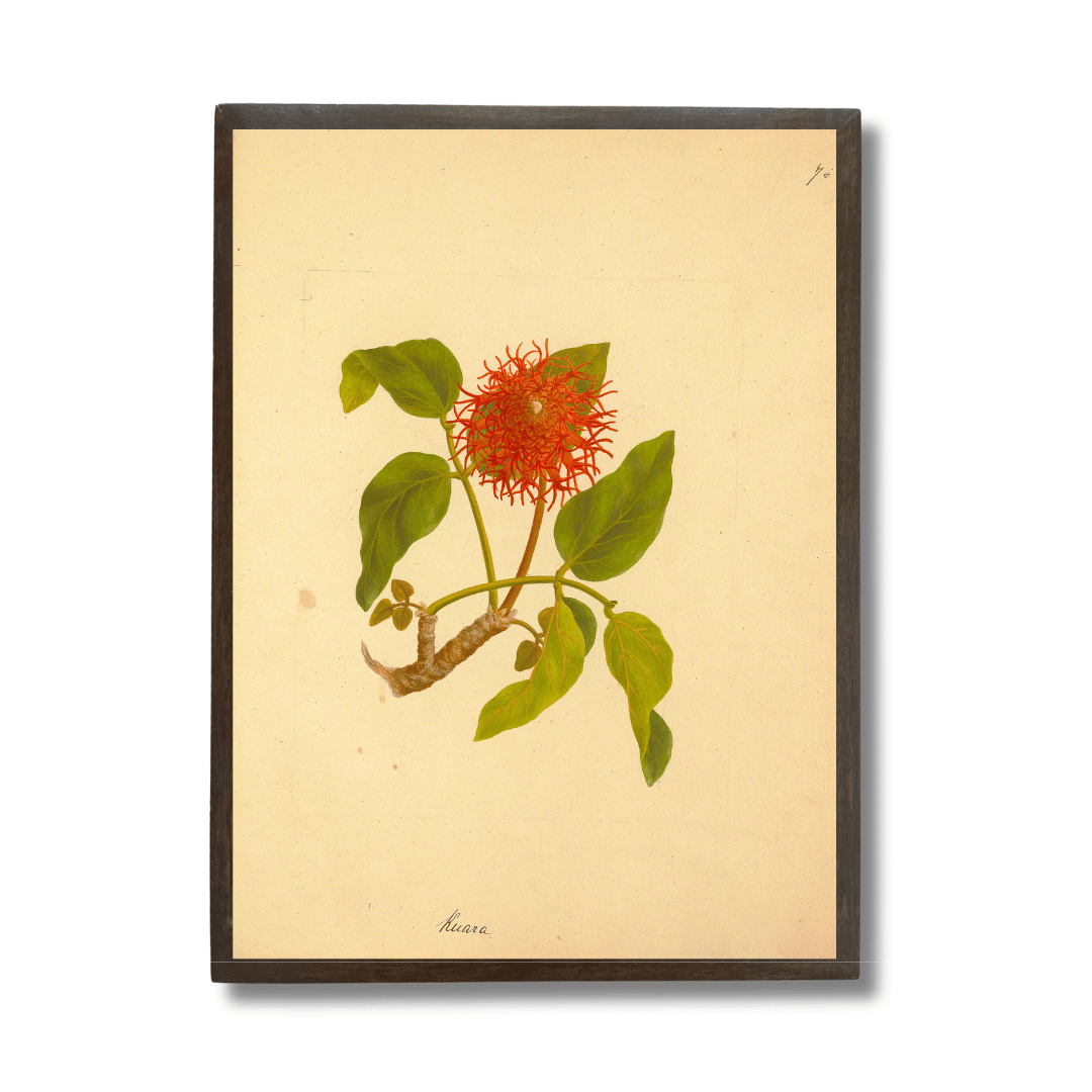 Erythrina Abyssinica