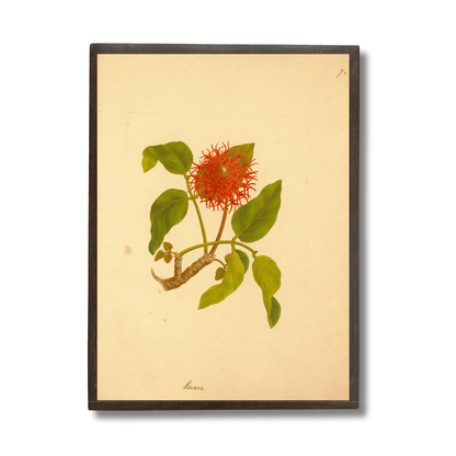 Erythrina Abyssinica