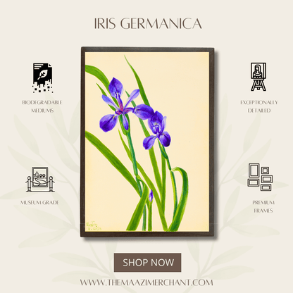 Iris Germanica