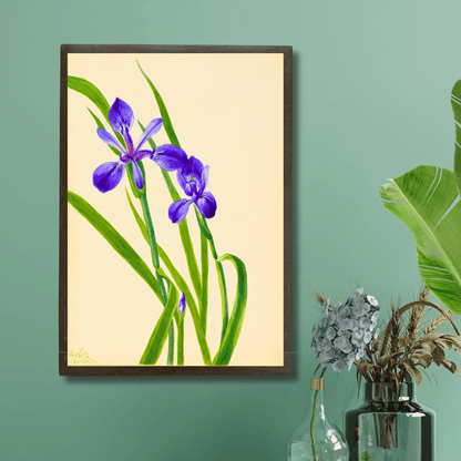 Iris Germanica