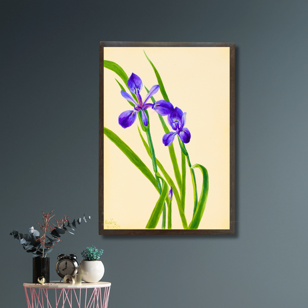 Iris Germanica