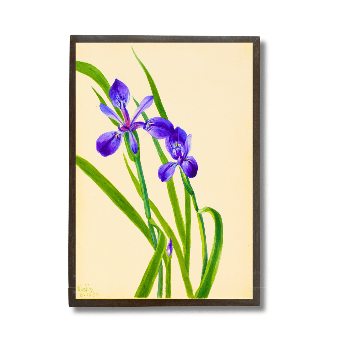 Iris Germanica