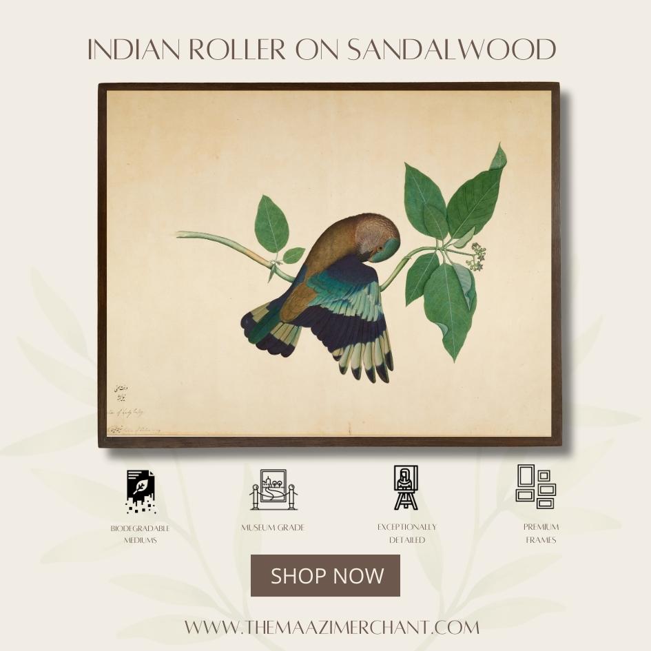 Indian Roller on Sandalwood