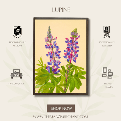 Lupine