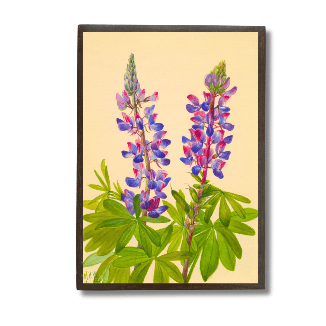 Lupine