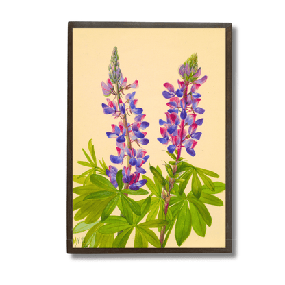 Lupine