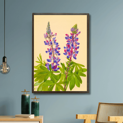 Lupine