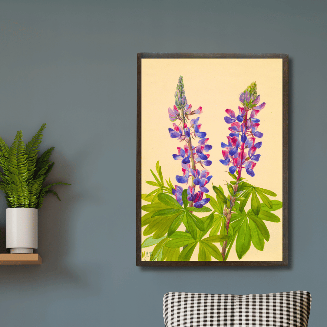 Lupine