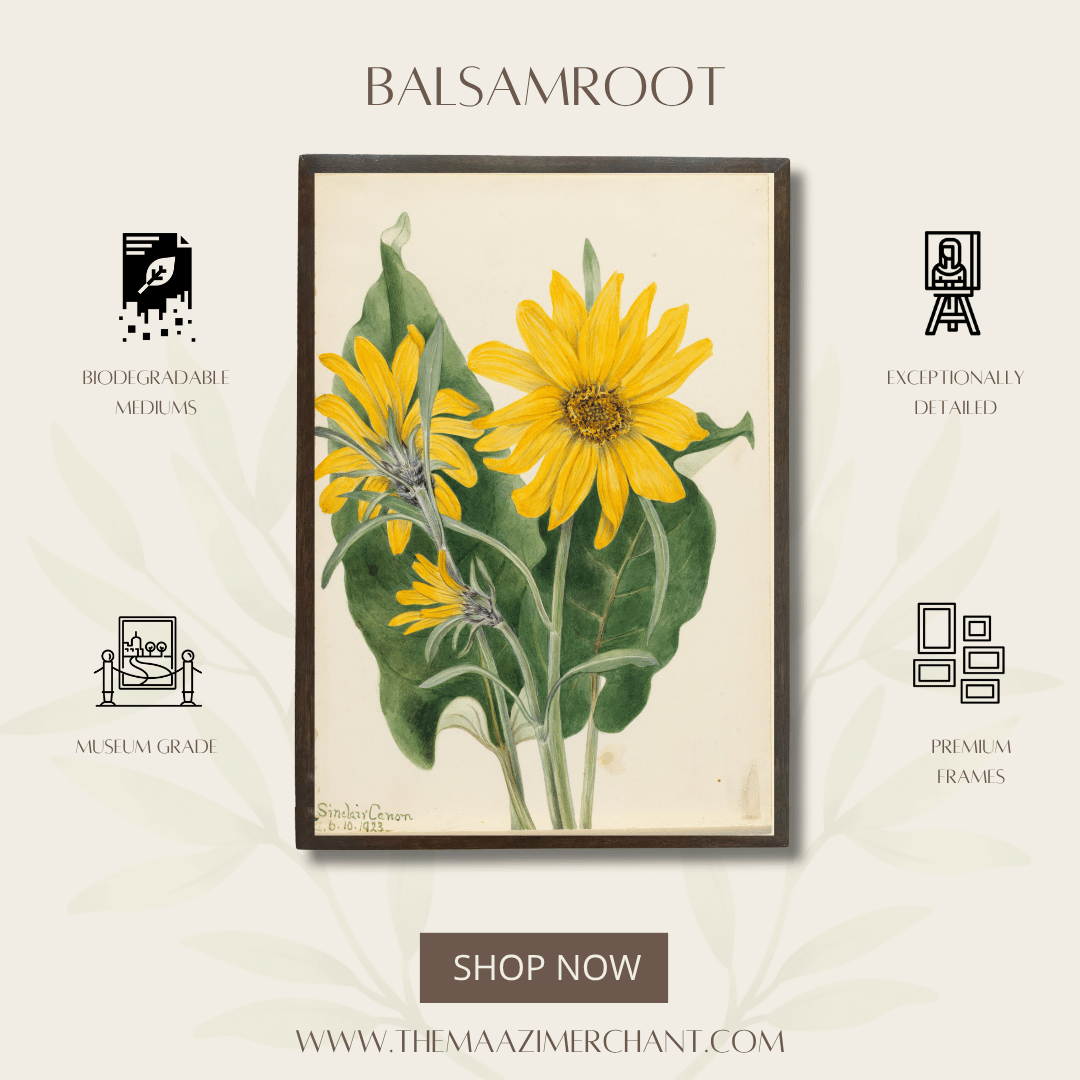 Balsam Root