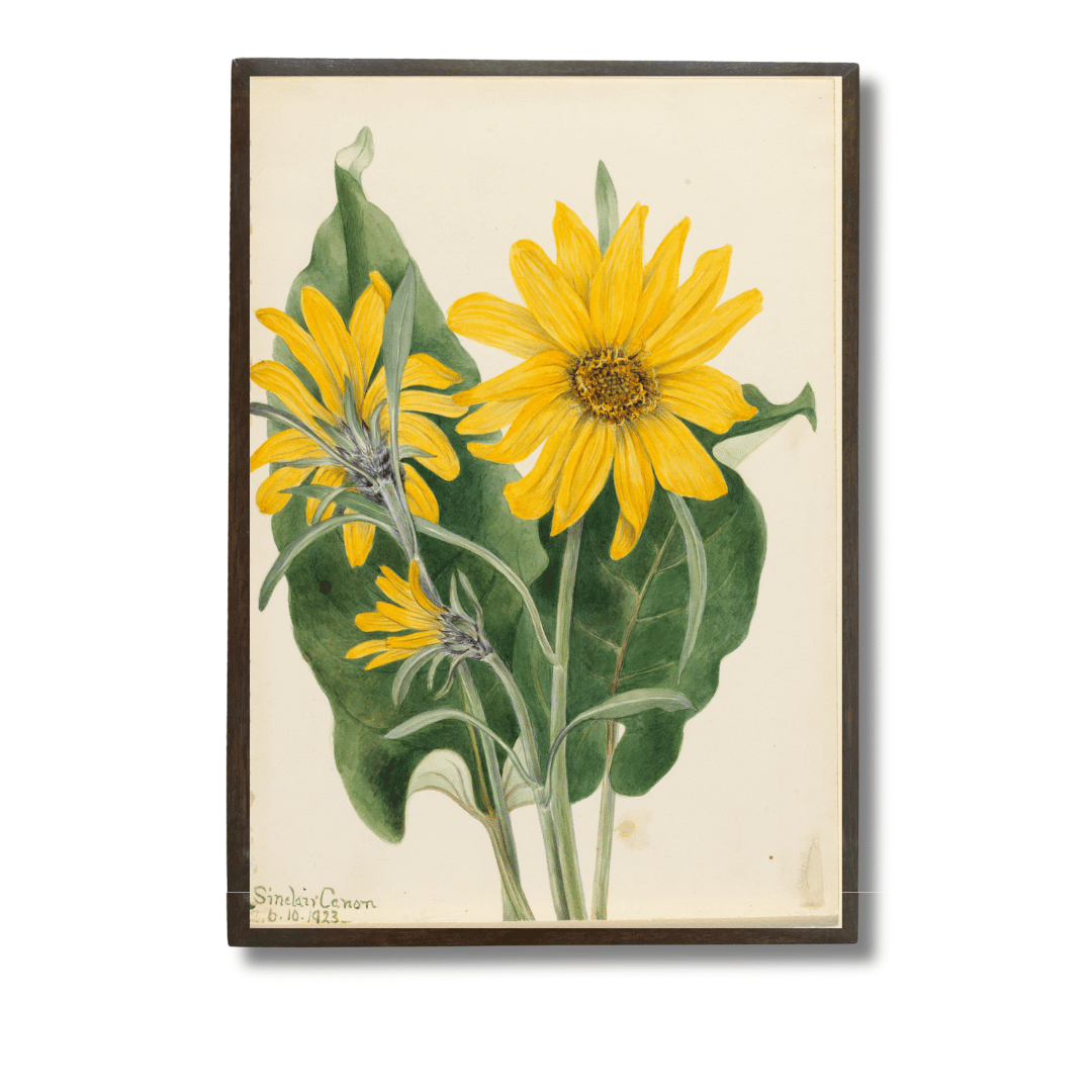 Balsam Root