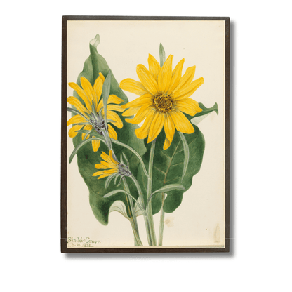 Balsam Root