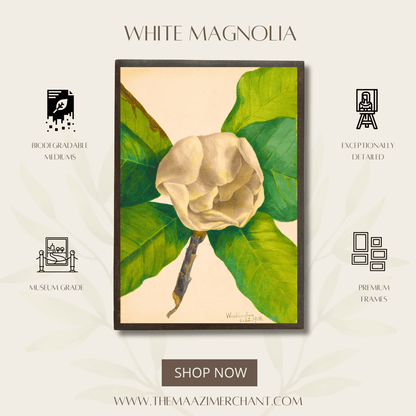 White Magnolia