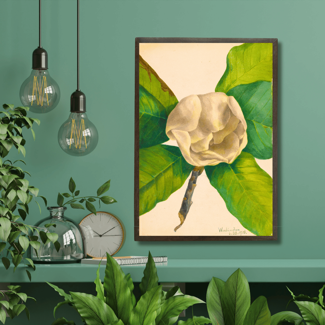 White Magnolia