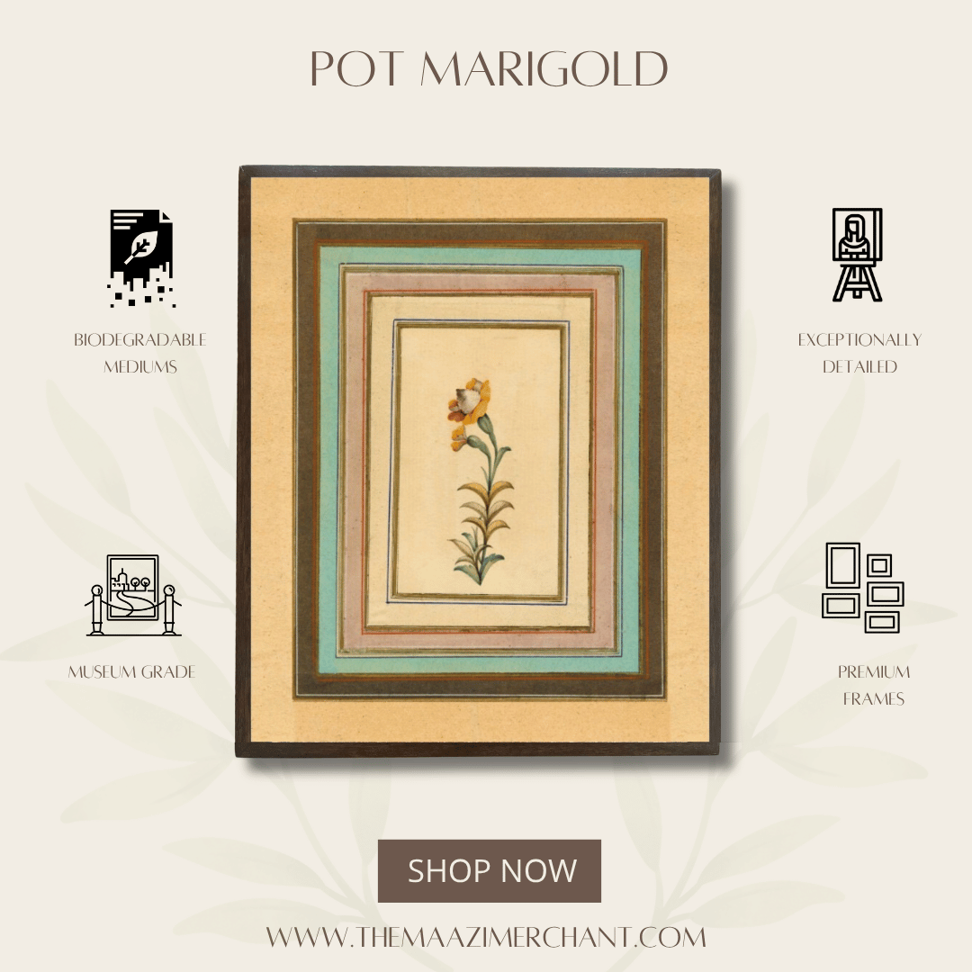 Pot Marigold