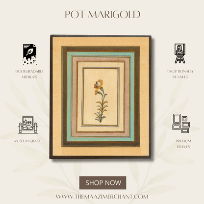 Pot Marigold