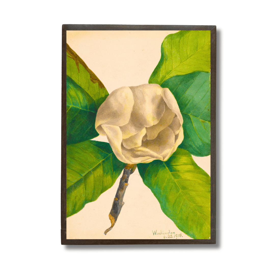 White Magnolia
