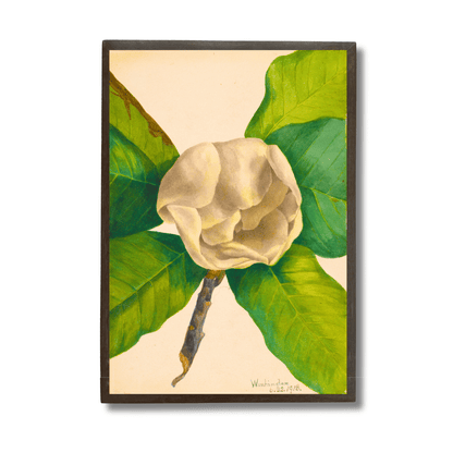 White Magnolia