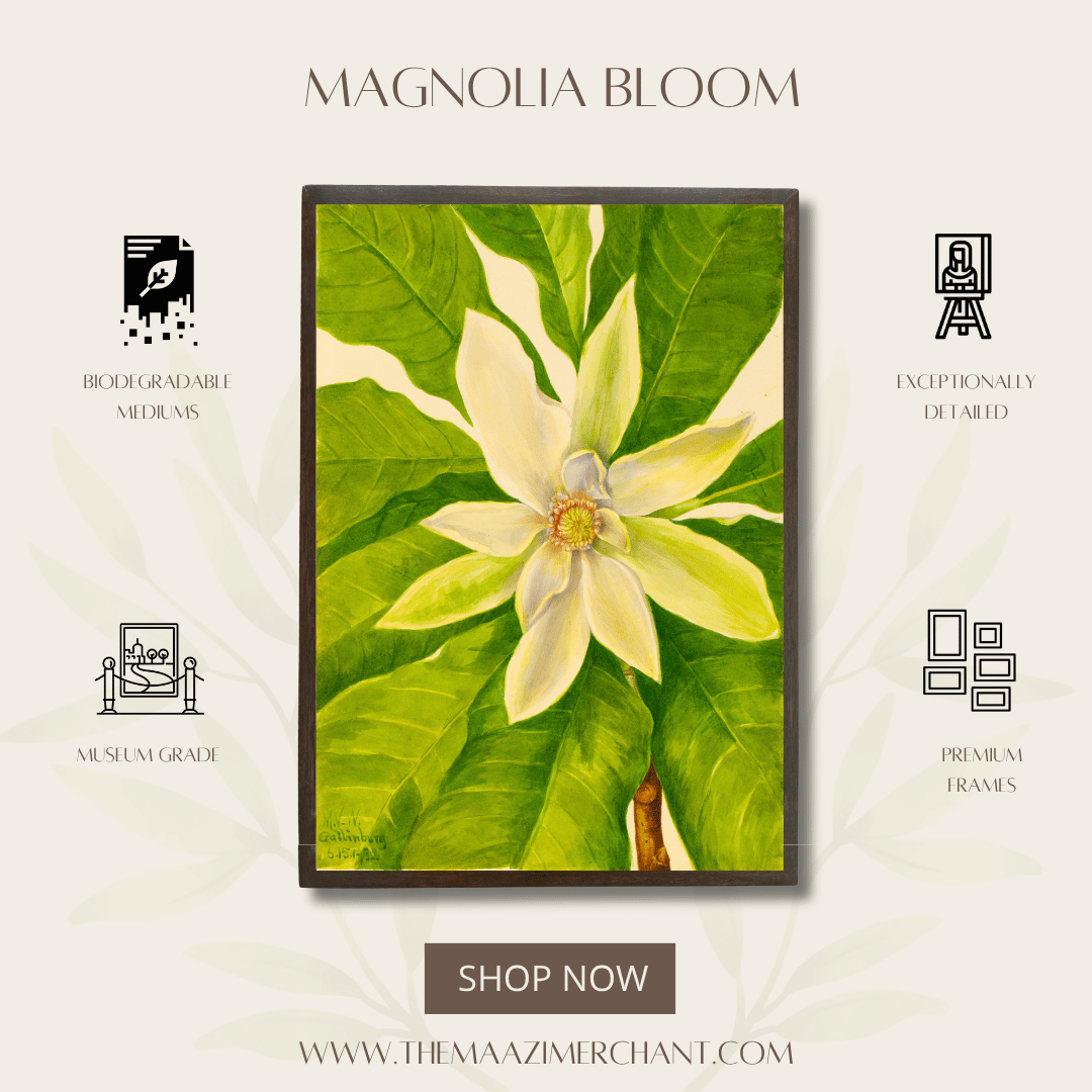 Magnolia Bloom