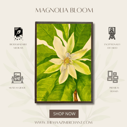 Magnolia Bloom