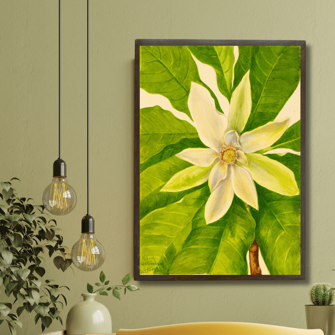 Magnolia Bloom