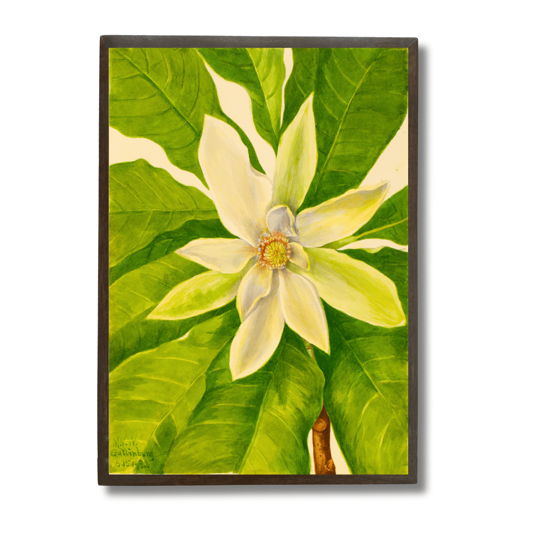 Magnolia Bloom