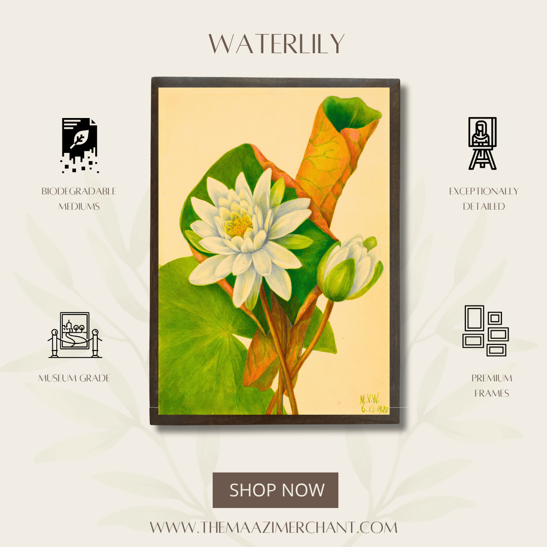 Waterlily