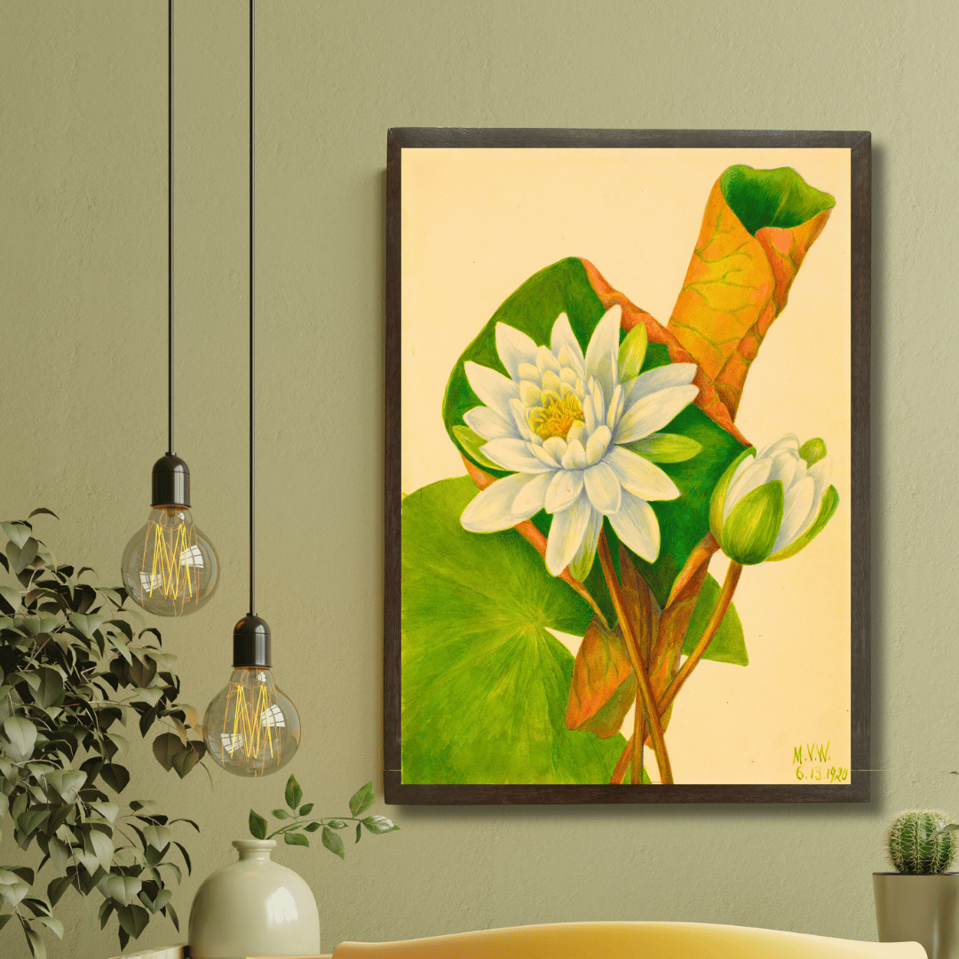 Waterlily