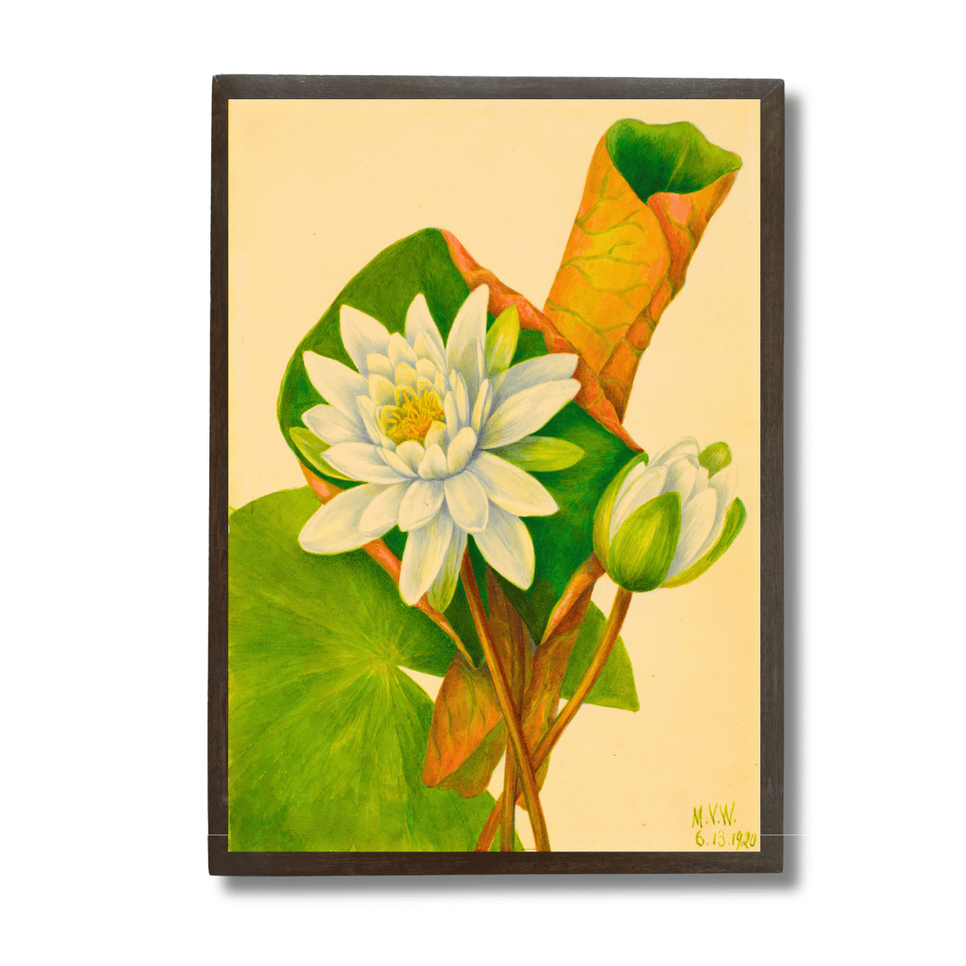 Waterlily