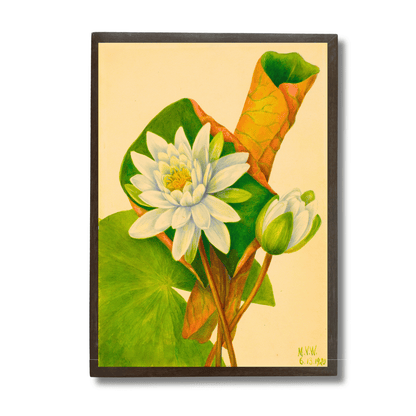 Waterlily