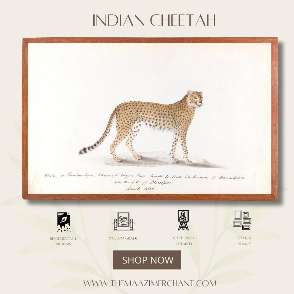 Indian Cheetah