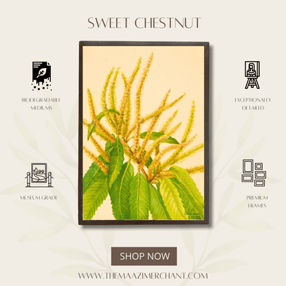 Sweet Chestnut