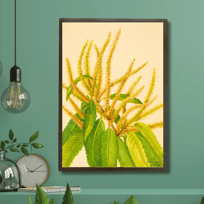 Sweet Chestnut