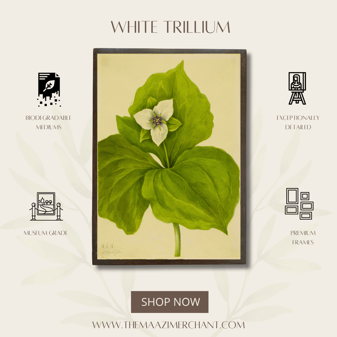 White Trillium
