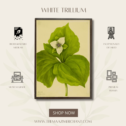White Trillium